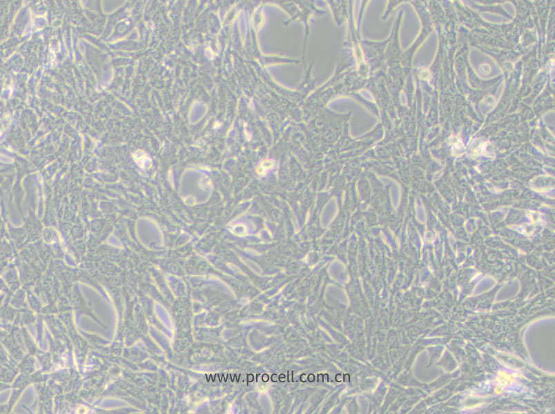 Panc02 (小鼠胰腺癌細(xì)胞) (STR鑒定正確)