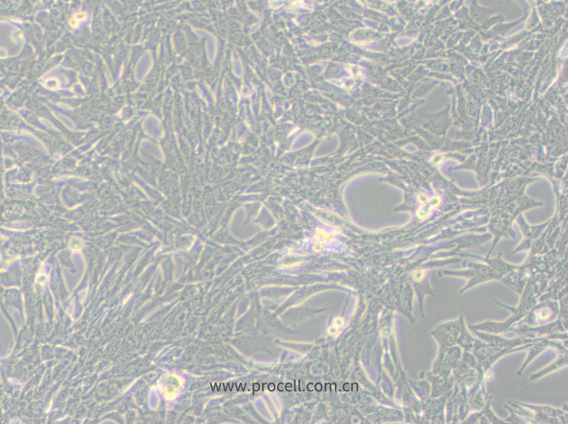 Panc02 (小鼠胰腺癌細(xì)胞) (STR鑒定正確)