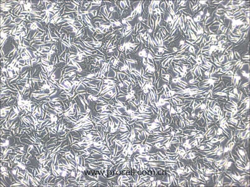 WM-266-4 (人黑素瘤細胞) (STR鑒定正確)