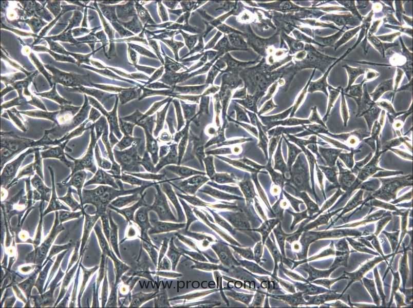 WM-266-4 (人黑素瘤細胞) (STR鑒定正確)