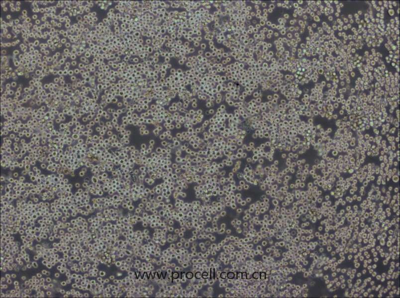 PK136 (小鼠×小鼠雜交瘤細(xì)胞(IgG2a)) (種屬鑒定正確)