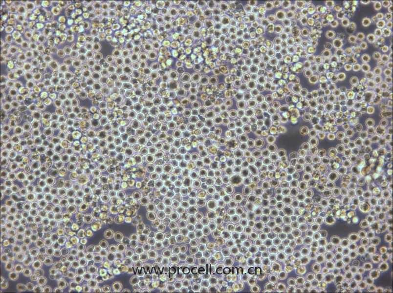 PK136 (小鼠×小鼠雜交瘤細(xì)胞(IgG2a)) (種屬鑒定正確)