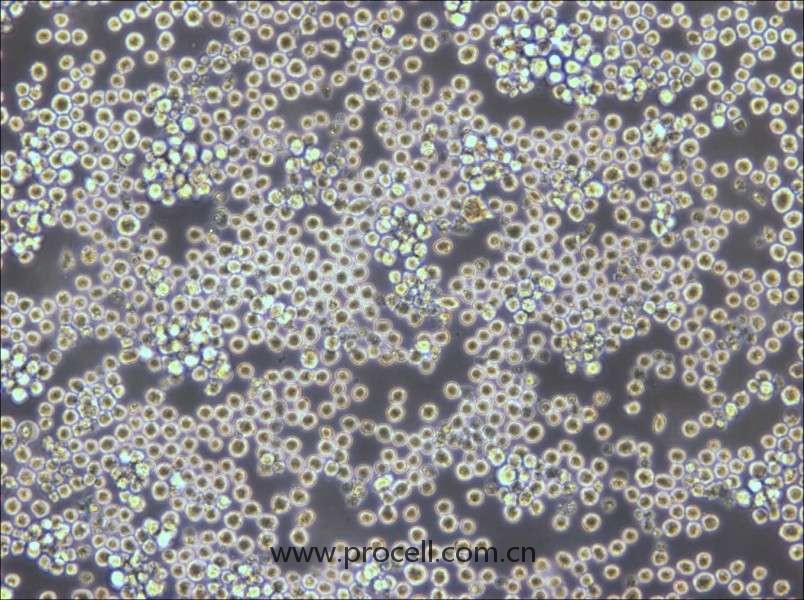 PK136 (小鼠×小鼠雜交瘤細(xì)胞(IgG2a)) (種屬鑒定正確)