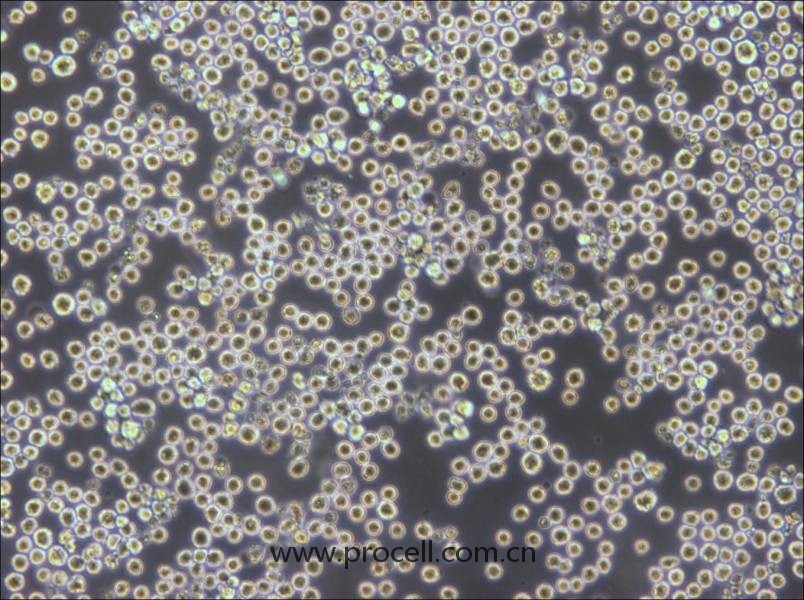 PK136 (小鼠×小鼠雜交瘤細(xì)胞(IgG2a)) (種屬鑒定正確)