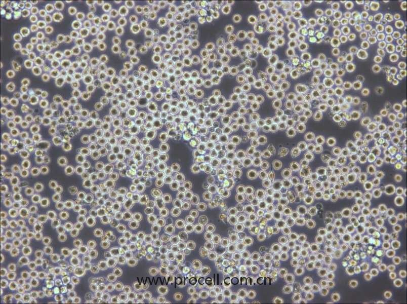 PK136 (小鼠×小鼠雜交瘤細(xì)胞(IgG2a)) (種屬鑒定正確)