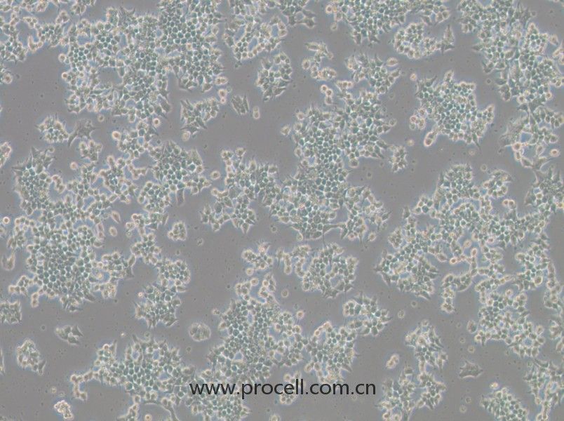 266-6(小鼠胰腺腺泡細胞)(STR鑒定正確)