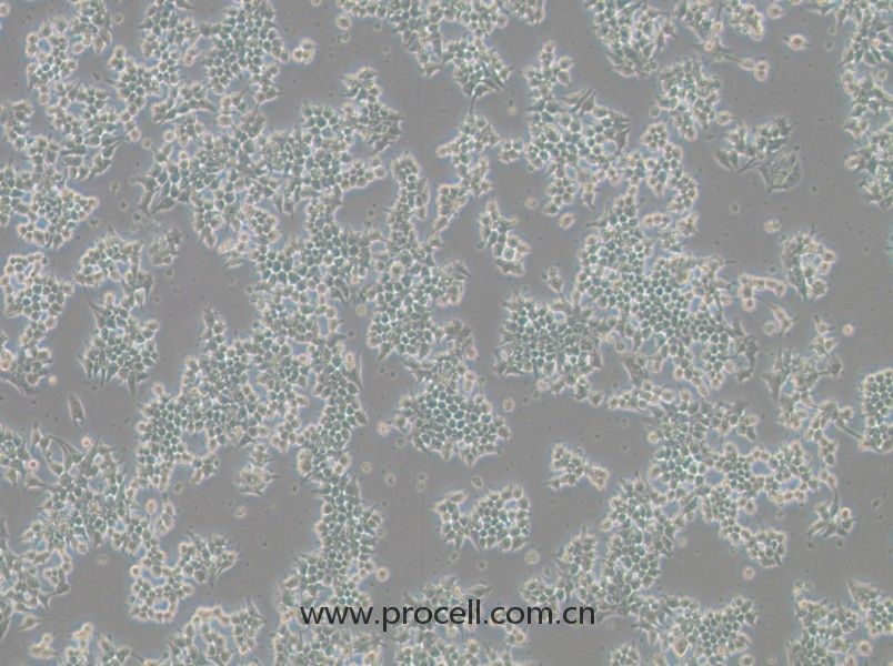 266-6(小鼠胰腺腺泡細胞)(STR鑒定正確)