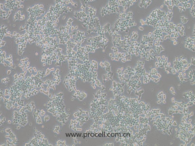 266-6(小鼠胰腺腺泡細胞)(STR鑒定正確)
