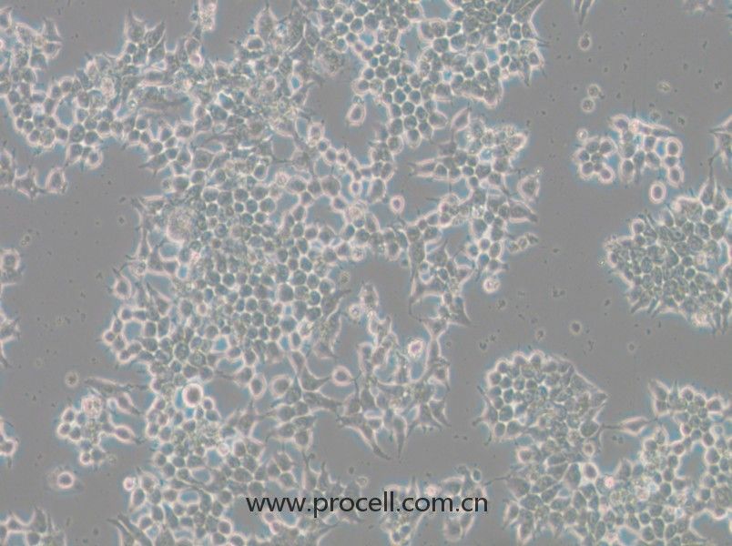 266-6(小鼠胰腺腺泡細胞)(STR鑒定正確)