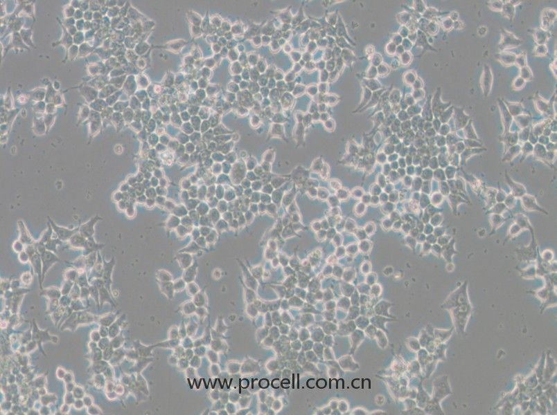 266-6(小鼠胰腺腺泡細胞)(STR鑒定正確)