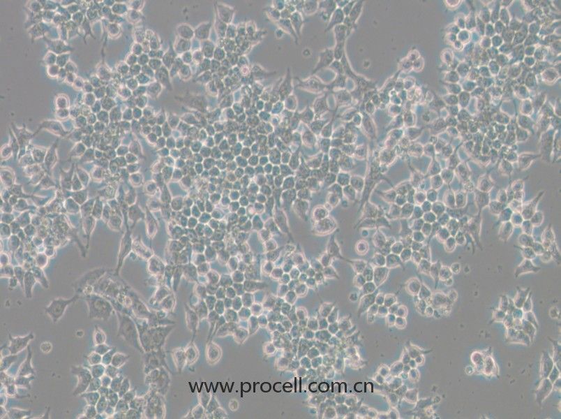 266-6(小鼠胰腺腺泡細胞)(STR鑒定正確)