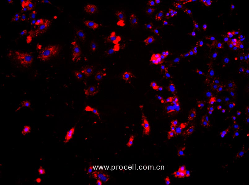 小鼠腎小球內(nèi)皮細(xì)胞