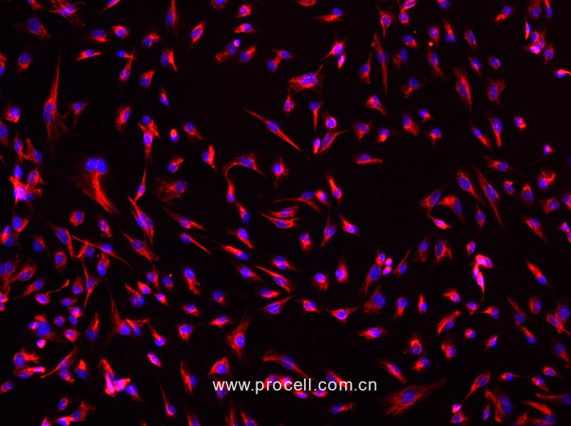 小鼠腎成纖維細(xì)胞