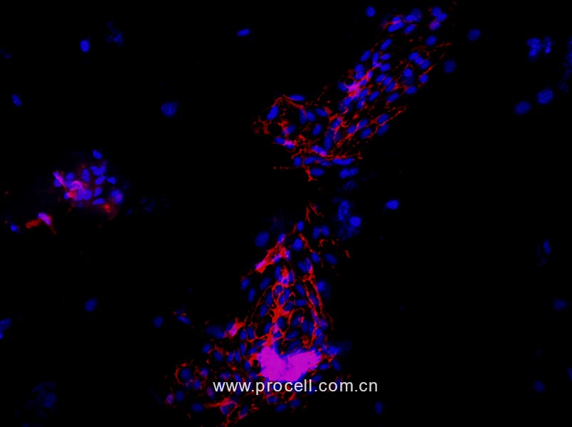 小鼠主動脈內(nèi)皮細胞