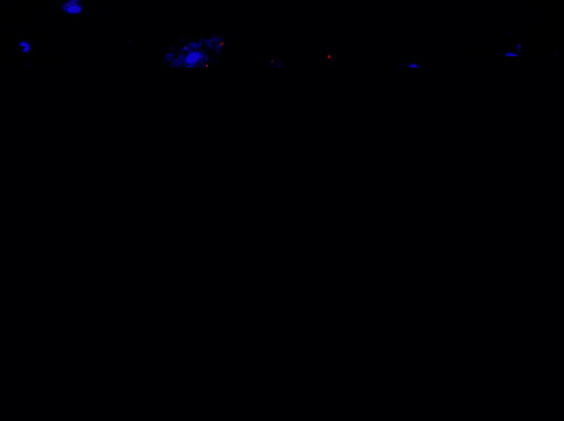 小鼠冠狀動脈內(nèi)皮細胞