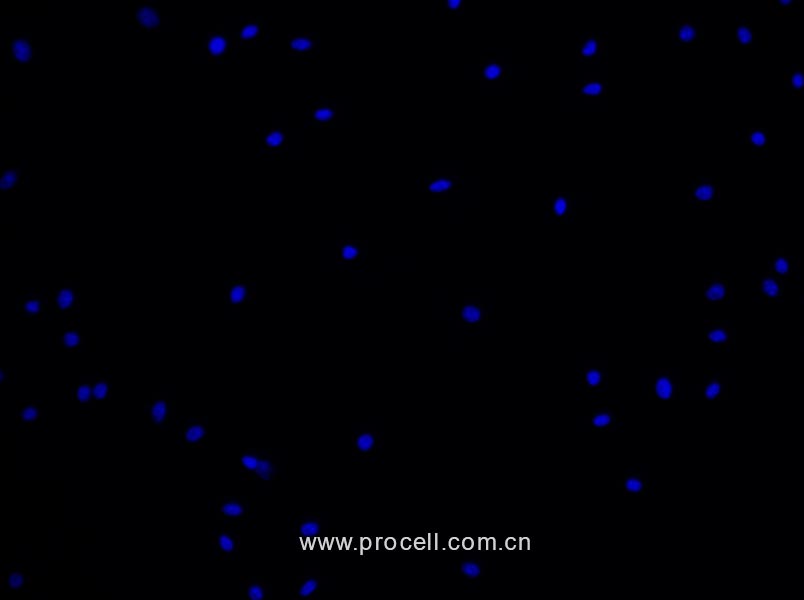 小鼠骨髓間充質(zhì)干細(xì)胞