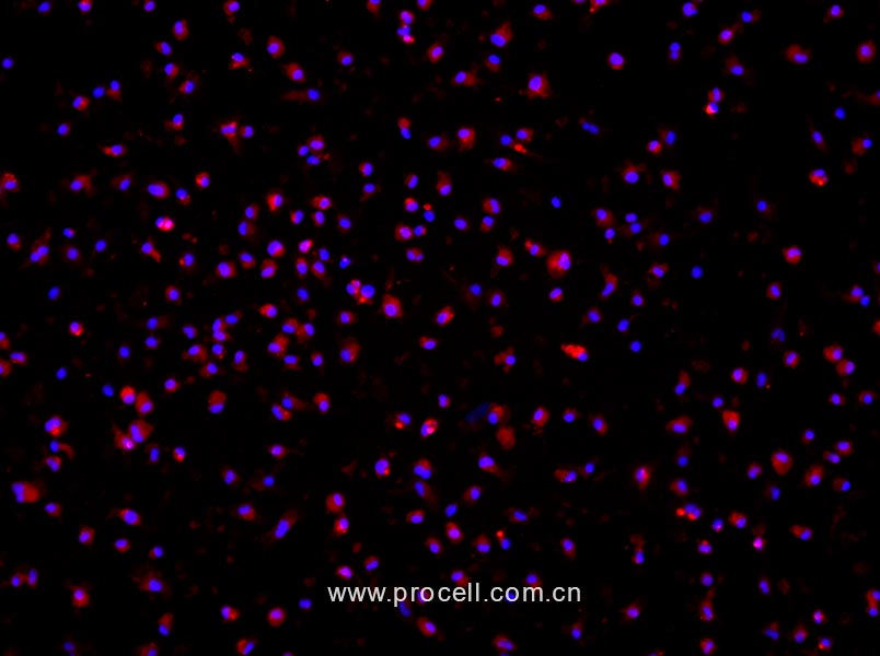 小鼠骨髓來源巨噬細(xì)胞