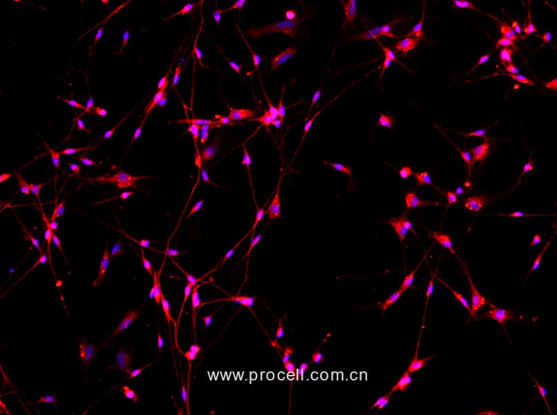 小鼠背根神經(jīng)元細胞