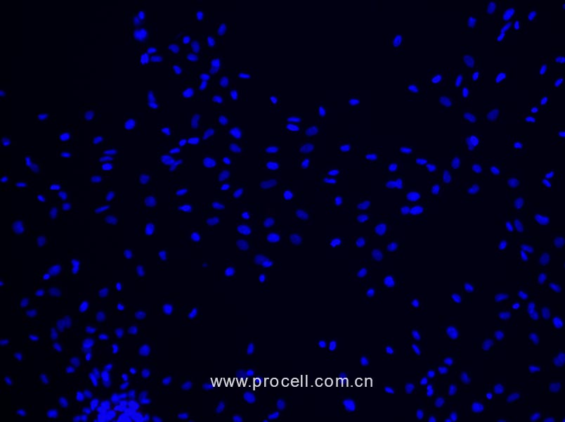 大鼠脂肪干細(xì)胞