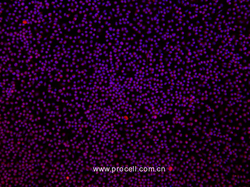 大鼠腹腔巨噬細(xì)胞